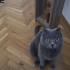 Anne oğul iki kedi fotoğraf