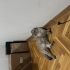 Anne oğul iki kedi fotoğraf