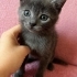 1.5 AYLIK YAVRU KEDİ YUVA ARIYOR fotoğraf