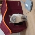 British Shorthair Erkek Acil Yuva fotoğraf