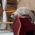 British Shorthair Erkek Acil Yuva fotoğraf