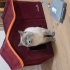 British Shorthair Erkek Acil Yuva fotoğraf