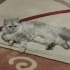 AŞIRI UYSAL 2 YAŞINDA DİŞİ fotoğraf