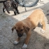 Yavru köpek sahibinden ücretsiz sahiplendirecektir fotoğraf
