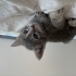 DÜNYANIN EN TATLI YAVRUSU TOFİ fotoğraf