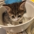 ANNESİZ YAVRU KEDİ fotoğraf