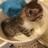 ANNESİZ YAVRU KEDİ fotoğraf