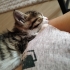 ANNESİZ YAVRU KEDİ fotoğraf