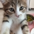 ANNESİZ YAVRU KEDİ fotoğraf