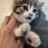 ANNESİZ YAVRU KEDİ fotoğraf