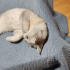 Yakışıklı kedim fotoğraf