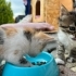 KÖFTE AİLESİNİ ARIYOR fotoğraf
