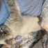 AZMAN & BELLA İLAN AÇIKLAMASINI LÜTFEN OKU fotoğraf