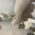 AZMAN & BELLA İLAN AÇIKLAMASINI LÜTFEN OKU fotoğraf