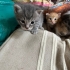 MİNİŞLERİMİZ YENİ AİLELERİNİ ARIYOR fotoğraf