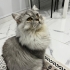 Kaju Yuva Arıyor fotoğraf