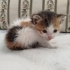 Ailesi olurmusunuz fotoğraf