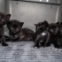 YAVRU GÖLGE KEDİLER fotoğraf