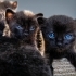 YAVRU GÖLGE KEDİLER fotoğraf