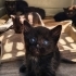 YAVRU GÖLGE KEDİLER fotoğraf