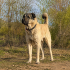 Ücretsiz Sahiplendirilecek Kangal Köpeği fotoğraf