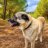 Ücretsiz Sahiplendirilecek Kangal Köpeği fotoğraf