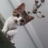 Oyuncu küçük tekir bebek fotoğraf