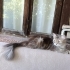 Dışarıya Bırakılmış Yavru British Kedi fotoğraf