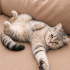 Ücretsiz sahiplenme British kedi acil yuva fotoğraf