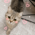 Ücretsiz sahiplenme British kedi acil yuva fotoğraf