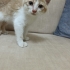 Minik bebek ailesini ariyor fotoğraf