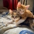 3 KARDEŞ YUVALARINI ARIYOR fotoğraf