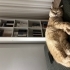Sakin, minnoş kedimize yuva arıyoruz. Ücretsiz sahiplenme fotoğraf