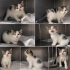 Lokum veteriner muyanesi yapıldı sağlıklı bebek yuvasını arıyor fotoğraf