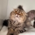Kuzey ipek takip şartıyla ömürlük yuvasını arıyor fotoğraf