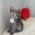 Russian blue gümüş ömürlük yuvasını arıyor fotoğraf