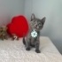 Russian blue gümüş ömürlük yuvasını arıyor fotoğraf