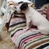 TUVALET EĞİTİMLİ JACK RUSSEL MELEZİ..!! fotoğraf