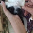 Dişi ve erkek bebekler ömürlük yuvasını arıyor fotoğraf