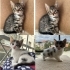 15 yavrumuz var, acil yuvalarını arıyorlar fotoğraf