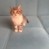 Uzun tüylü oğluşa yuva fotoğraf