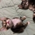 YAVRU KEDİMİZE EN ACİLİNDEN KALICI YUVA fotoğraf