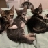 YAVRU KEDİMİZE EN ACİLİNDEN KALICI YUVA ARIYORUZ fotoğraf