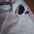 45 GÜNLÜK DİŞİ VE ERKEK JACK RUSSEL YAVRULARI.!! fotoğraf
