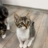 İki aylık miniklere ömürlük yuva🐾 fotoğraf