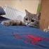 2 yaşındaki kedimize yuva arıyoruz fotoğraf