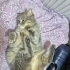 2 yaşındaki kedimize yuva arıyoruz fotoğraf