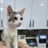 Sempatik minyon Prenses fotoğraf