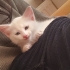 VAN KEDİSİ 2 AYLIK..!! fotoğraf