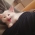 VAN KEDİSİ 2 AYLIK..!! fotoğraf